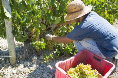 People doing manually harvest