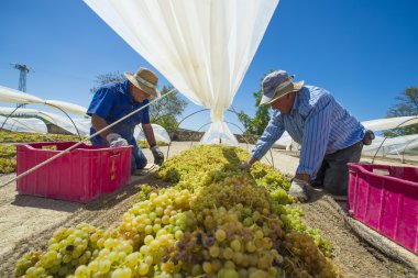 People doing manually harvest