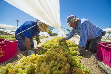 People doing manually harvest