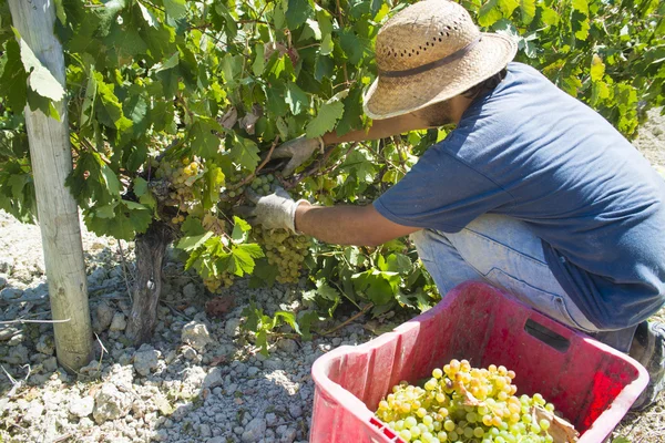 People doing manually harvest — Stockfoto