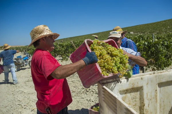 People doing manually harvest — Stockfoto