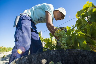 People doing manually harvest