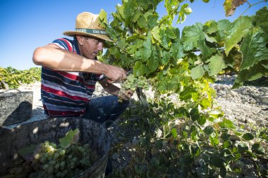 People doing manually harvest