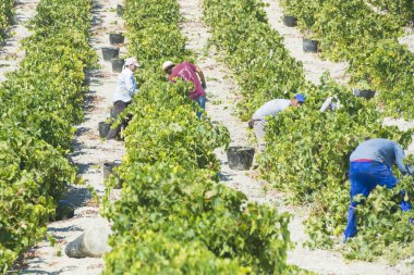 People doing manually harvest
