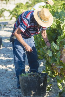 People doing manually harvest