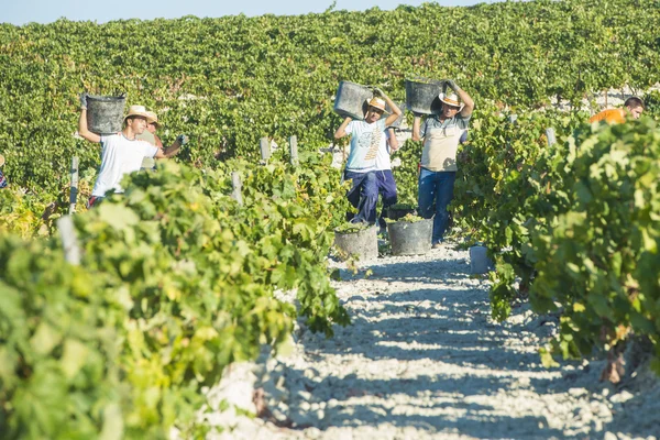 People doing manually harvest — Stockfoto