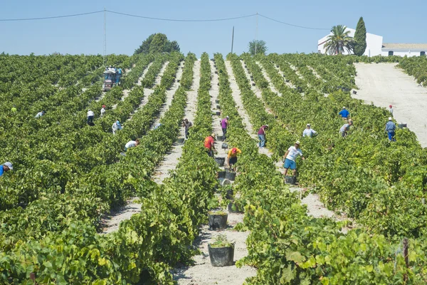 People doing manually harvest