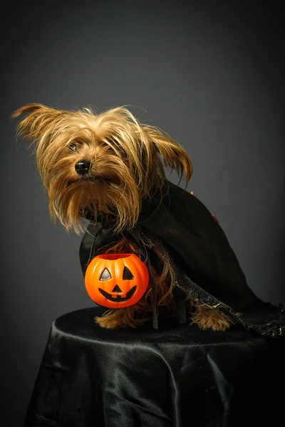 Porträtt av hund i förklädnad för Halloween — Stockfoto