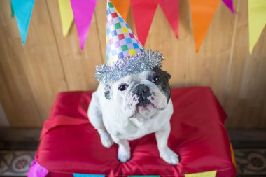 Parti için giyinmiş köpek