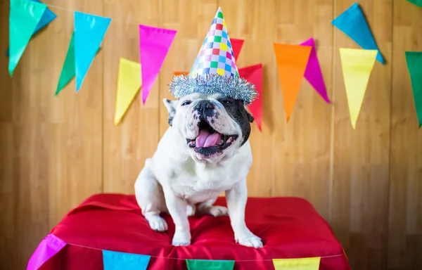 Parti için giyinmiş köpek