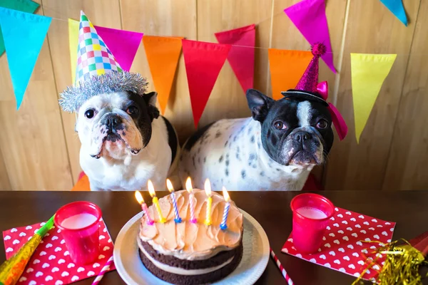 Casal de cães na festa de aniversário — Fotografia de Stock