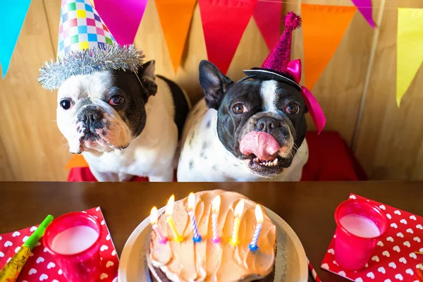 Casal de cães na festa de aniversário — Fotografia de Stock