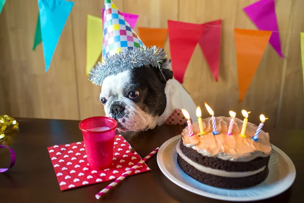 Dogs on birthday party — Stock Photo, Image