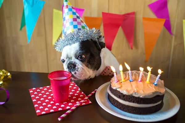 Köpek doğum günü partisi