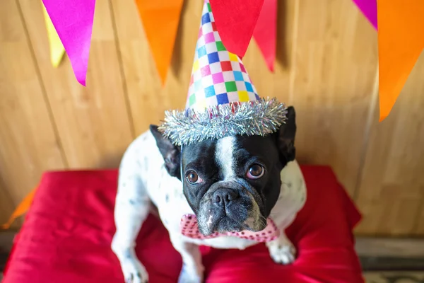 Hund für Party angezogen — Stockfoto
