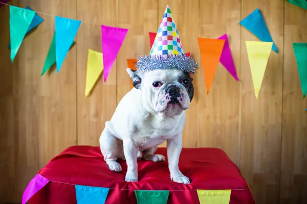 Hund für Party angezogen — Stockfoto