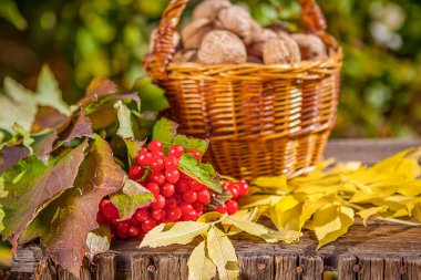 Sonbaharda hasat üzüm, 