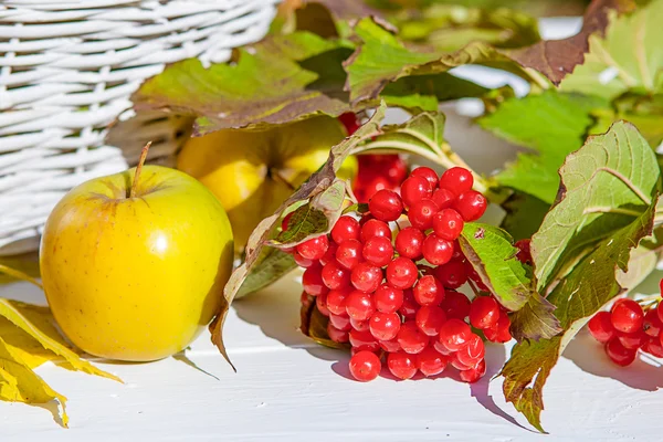 Äpfel und rotes Viburnum — Stockfoto