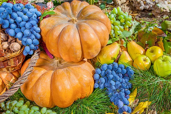 Herfst oogst druif, — Stockfoto