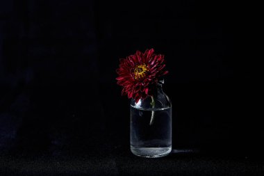 Siyah arkaplanda cam vazoda tek bir çiçek