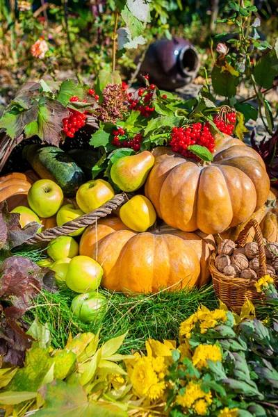 Raccolta autunnale — Foto Stock