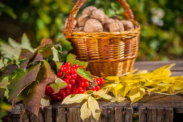 Herfst oogst — Stockfoto