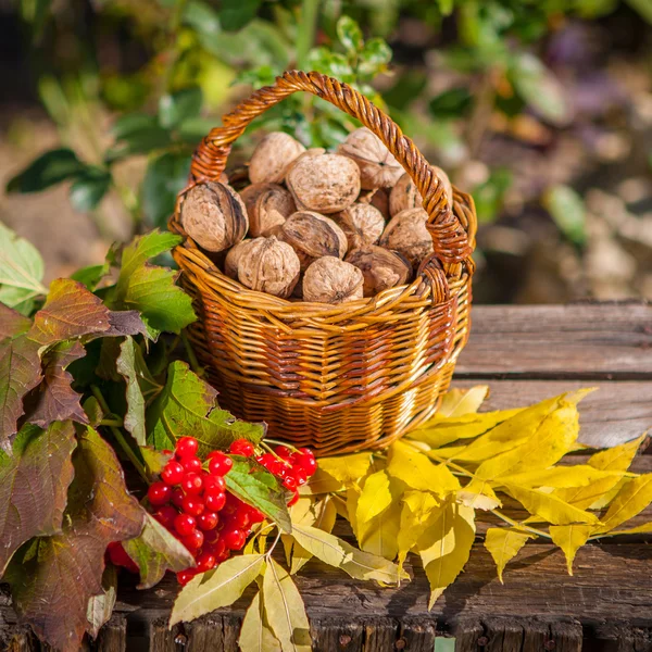 Herfst oogst — Stockfoto