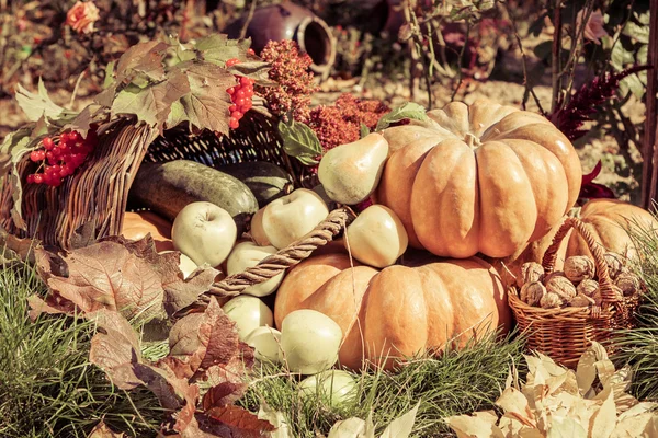 Cosecha de otoño — Foto de Stock