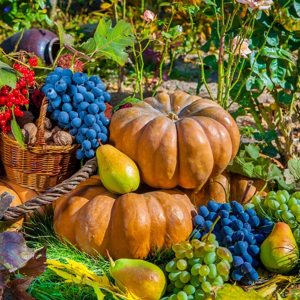 Cosecha de otoño — Foto de Stock