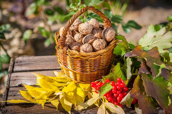 Herfst oogst — Stockfoto