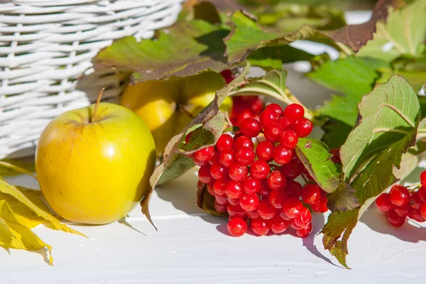 Äpfel und rotes Viburnum — Stockfoto