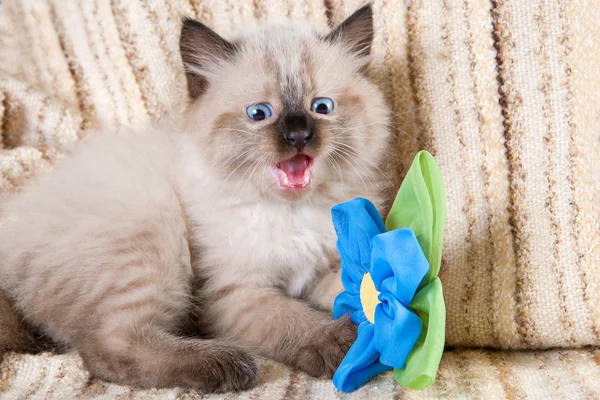 Siamês ou siberiano Neva Masquerade gatinho — Fotografia de Stock