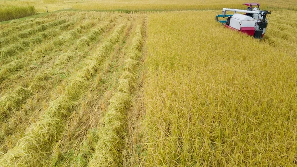 Veduta Aerea Della Raccolta Dei Trattori Risaia — Foto Stock