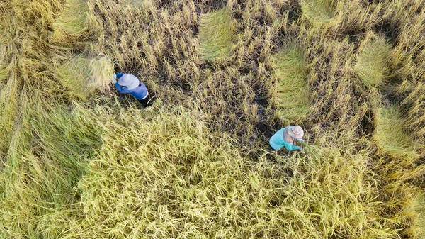 Flygfoto Över Traktorskörd Risfält Drönare Skott Flyger — Stockfoto