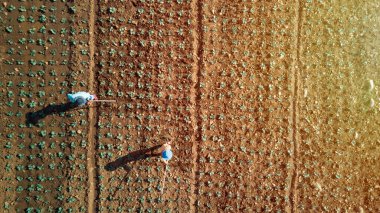 Lahanada çalışan bahçıvanın hava görüntüsü.