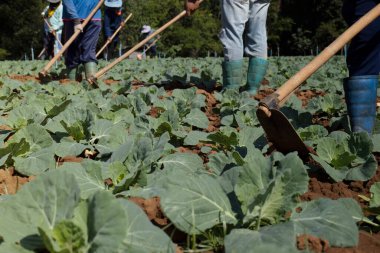  Bahçıvan lahanada çalışıyor. 