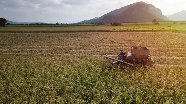 Veduta Aerea Della Raccolta Dei Trattori Nel Campo Mais Drone — Foto Stock