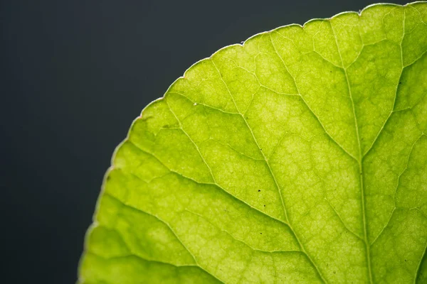 Close Gotu Kola Centella Asiatica Leaves Isolated Black Background — Stock Photo, Image