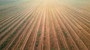 Şeker kamışı tarlasının havadan görünüşü, insansız hava aracı uçuşu