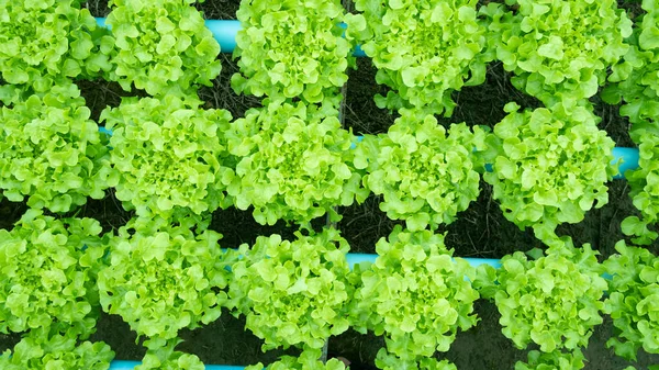 Zöld Saláta Levelek Kertben Kertészeti Háttér — Stock Fotó