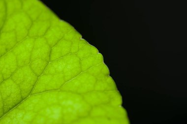 Gotu kola (Centella asiatica) yapraklarını kapat