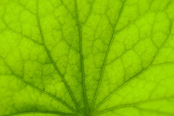 Закрыть Gotu Kola Centella Asiatica Leaves — стоковое фото