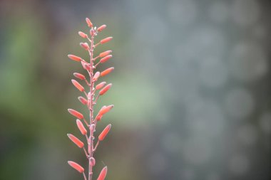Aloe Vera çiçeğini kapat. 