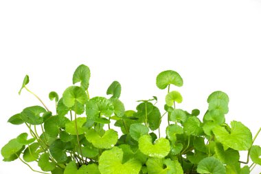 Beyaz arkaplanda Gotu kola (Centella asiatica) yapraklarını kapat