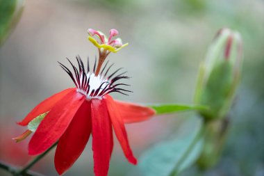 Yeşil arka planı olan kırmızı çiçek