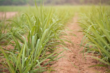 Tarlalardaki şeker kamışı tarlaları