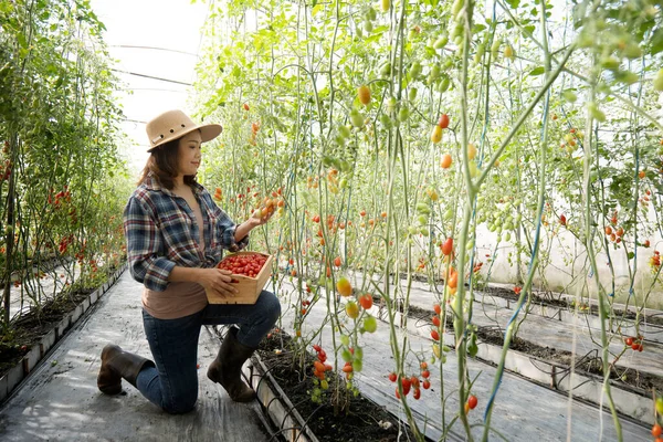 Donne Asiatiche Che Raccolgono Pomodori Nell Orto Della Serra Del — Foto Stock