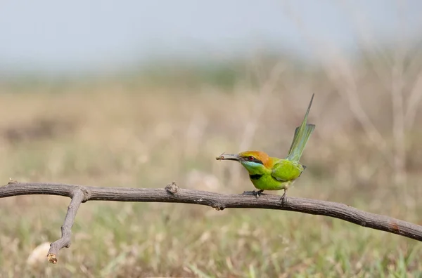 Beautiful Bird Chestnut Headed Bee Eater Branch Merops Leschenaulti — Stock Photo, Image