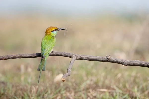 美しい鳥の栗は枝の上でビーを食べました Merops Leschenaulti — ストック写真
