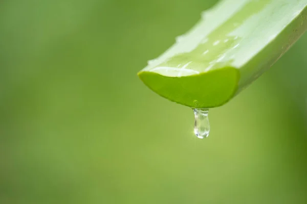 Gota Gel Aloe Vera Com Fundo Verde — Fotografia de Stock